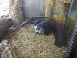 Tiergarten Schönbrunn am 27.01.2026